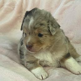 Amy - Red merle female Miniature Australian Shepherd puppy in Norco, California from River Springs Aussies