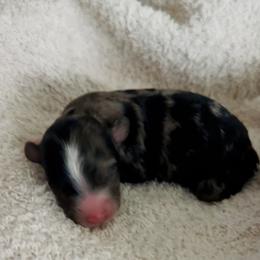 Cockapoo Puppies from Gabi's Tiny Tails of Saginaw