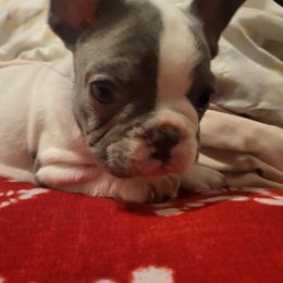 French Bulldog puppies from Wilkson's French Bulldogs
