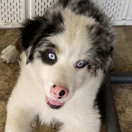 Miniature American Shepherd Puppies from Cosmic Tides Miniature American Shepherds