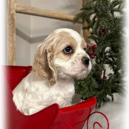 Lainey - Buff and white female Cocker Spaniel puppy in Texarkana, Texas from K&M Cocker Spaniels