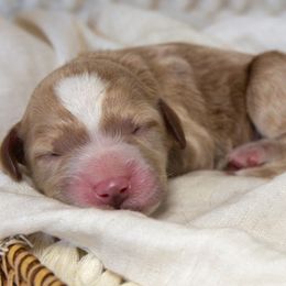 Girl 1 - Goldendoodle puppy in Chesapeake, Virginia from Havens Doodles