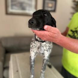 Sitka - Black roan female German Shorthaired Pointer puppy in Paso Robles, California from DragonPoint Gun Dogs
