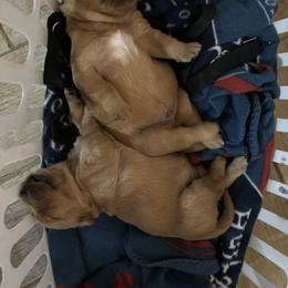 Golden Retrievers from Golden Penny AZ