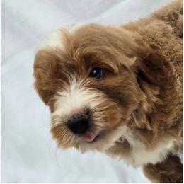 Mauka - Cream male Goldendoodle puppy in Captain Cook, Hawaii from Big Island Goldendoodles