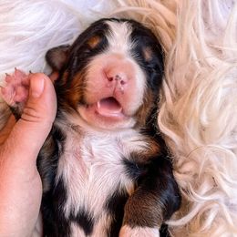 Kenai - Bernese Mountain Dog puppy in Eureka, Montana from Back 40 Berners