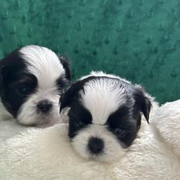 Boy 3 - Red and white male Shih Tzu puppy in Centralia, Washington from FRUFFLES SHIH TZUS