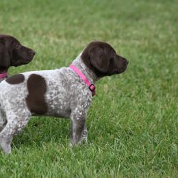 German Shorthaired Pointer Puppies from Mancandy German Shorthairs