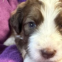 Bernedoodles from Ball-Y-Hoo Bernedoodles