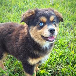 Alex - Red tri male Toy Australian Shepherd puppy in Smithville, Arkansas from Cooper Creek Aussies