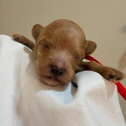 Red collar - Female - Red  female Goldendoodle puppy in Cape Coral, Florida from Nay Nays Mini Doodles
