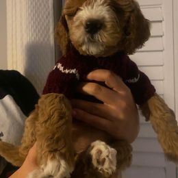 Goldendoodle Puppies from Honeybear Doodles