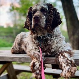 English Springer Spaniels from Mountain Top Springers