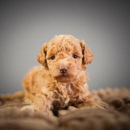 Flicker - Red  female Poodle puppy in Caldwell, Idaho from Boise Doodle Co.