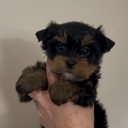 Cabo - Black and tan male Yorkshire Terrier puppy in Phil Campbell, Alabama from MagnoliaYorkies