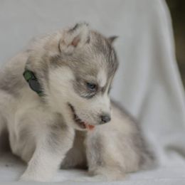 Siberian Husky Puppies from The Snow Dog Kennel