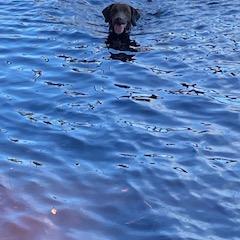 Chesapeake Bay Retriever Puppies from Chesi-Bay