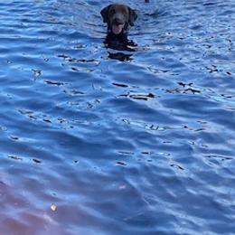 Chesapeake Bay Retriever Puppies from Chesi-Bay