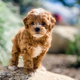 Cavapoos, Goldendoodles, and Poodles from Pawsitively Perfect Pup Co.