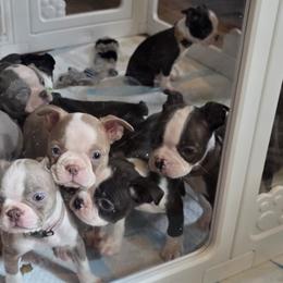 Boston Terriers from 907 Bostons