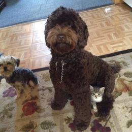 Australian Labradoodle All Grown Up from Selah Doodles