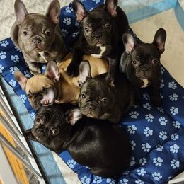 French Bulldog Puppies from Fair Oaks Frenchies