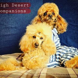 Poodle puppies from High Desert Companions