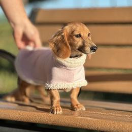 Kimi - Cream female Dachshund puppy in Lakeland, Florida from Elite Doxies Florida
