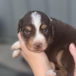 Daisy - Red tri female Miniature Australian Shepherd puppy in Friend, Nebraska from Mid-Plains Mini Aussies