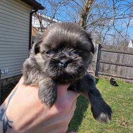 Juliet - Blue female Shih Tzu puppy in Lancaster, Ohio from Wandering Tzu