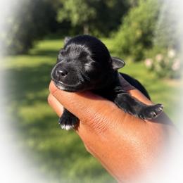 Carmello - Black male Miniature Schnauzer puppy in Dorr, Michigan from Enchanted Paws