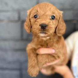 Hazel - Red  female Goldendoodle puppy in Phoenix, Arizona from Doodles of the Desert