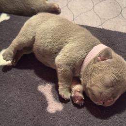 Lavender Female - Blue female French Bulldog puppy in Republic, Missouri from Ritchie’s Frenchies