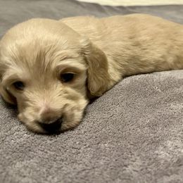 Dachshund Puppies from Dackel Land Dachshunds