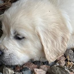 Golden Retrievers from Fischers Goldens