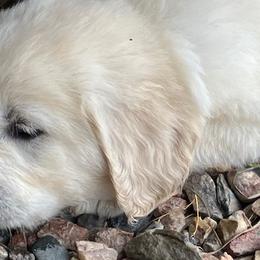 Golden Retrievers from Fischers Goldens