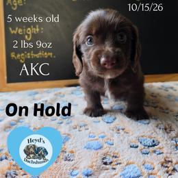 Hades - Chocolate and tan male Dachshund puppy in Hoquiam, Washington from Heyd's Mini Dachshunds