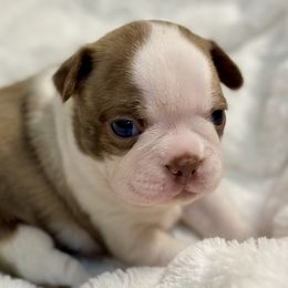 Boy 3 - Boston Terrier puppy in George West, Texas from Duke of Earl’s Boston Terriers