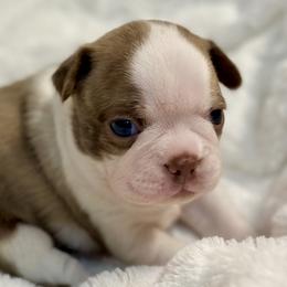 Boy 3 - Boston Terrier puppy in George West, Texas from Duke of Earl’s Boston Terriers