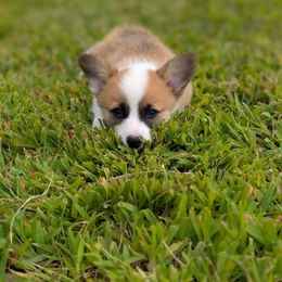 Miniature Australian Shepherd and Pembroke Welsh Corgi Puppies from Fluffy Butt Acres