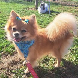 SAFIRE - Pomeranian
