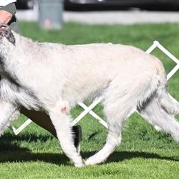 Sorcha - Irish Wolfhound