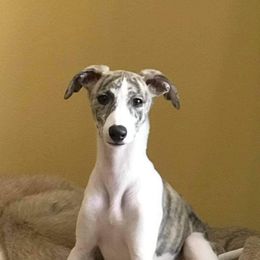 Lurcher and Whippet Puppies from River Valley Canines