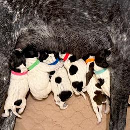 German Shorthaired Pointer puppies from Upland Valley Kennels