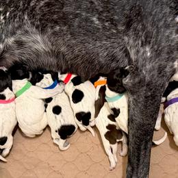 German Shorthaired Pointer puppies from Upland Valley Kennels
