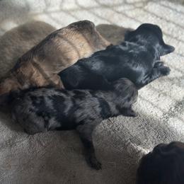 Trinket - Merle female Goldendoodle puppy in Waynesboro, Virginia from Forest Creek Kennel