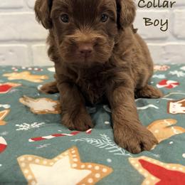 Brown Collar Boy - Chocolate male Goldendoodle puppy in San Augustine, Texas from Vintage Doodles