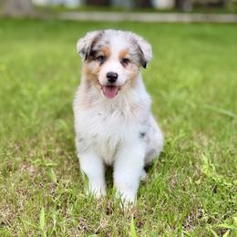 Sorry - Blue merle male Australian Shepherd puppy in Crosby, Texas from Monarch Australian Shepherds