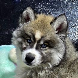 Gemini - Agouti and white female Siberian Husky puppy in East Tawas, Michigan from BurnsBerg's Woolies