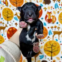 Norman - Black male Siberian Husky puppy in Lunenburg, Vermont from SNOW WOOLY HUSKY
